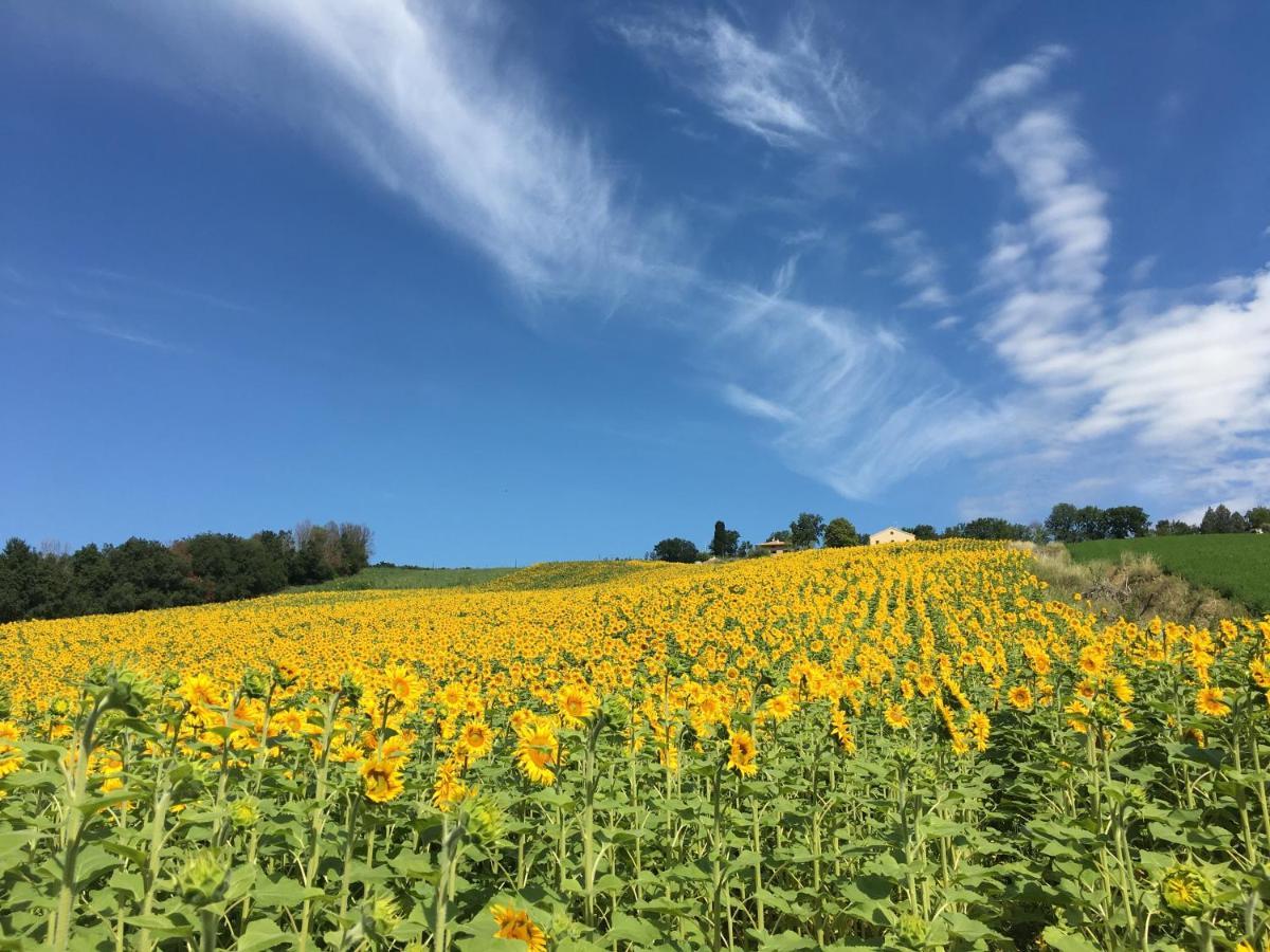 Casale dei Cinque Colli Villa Ostra Esterno foto